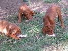 Our first bones