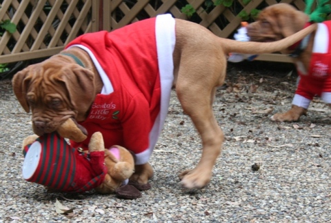 Christmas is such fun.