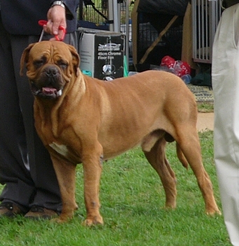 Connor just after winning Runner-Up Best of Breed at Canberra Royal