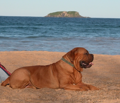 Connor relaxing at the beach - Coffs Harbour.