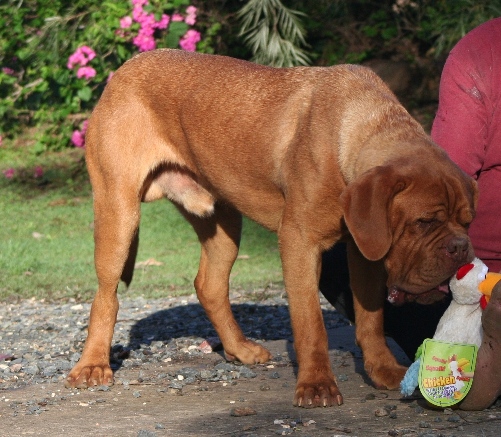 I'm going to get that chicken.