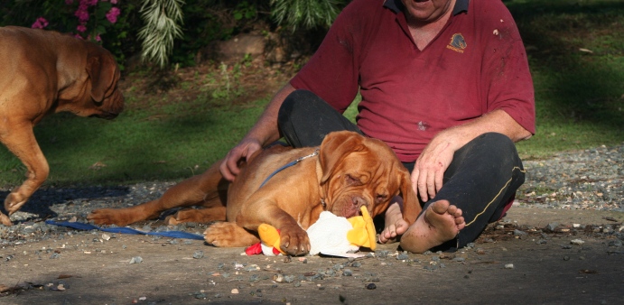 Playing with the toy chicken.