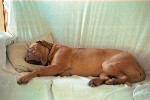 Samantha on the couch
