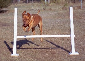 Scully jumping at Agility.