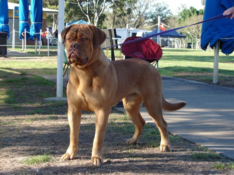 Tobias at the Queemsland Puppy of the Year final.
