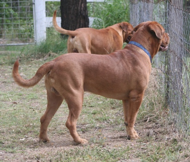 Tobias at 13 months checking out the neighbours - a mob of kangaroos.