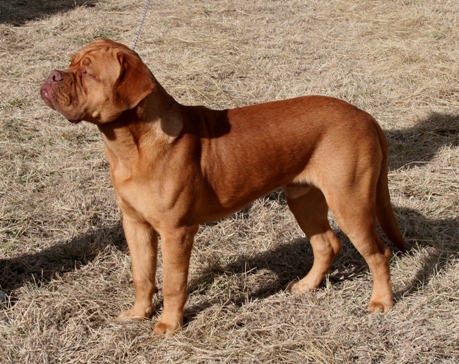 Tobias at Laidley, Qld - 8 months old.