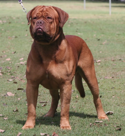 Watching the soccer ball.